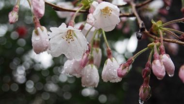 お花見の日なのに天気予報は雨・・・雨と桜を楽しむ方法