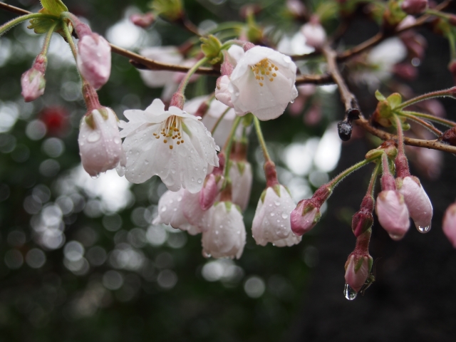 雨に濡れる桜の花